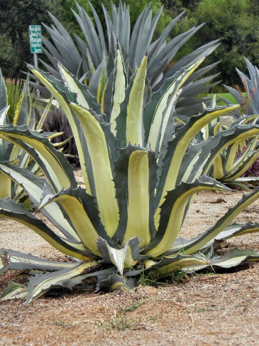 Cactus, Santa Barbara, California
