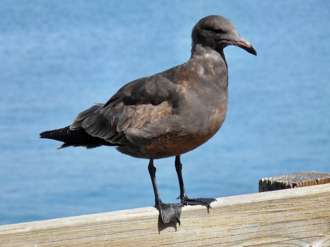 Brown gull, California, USA