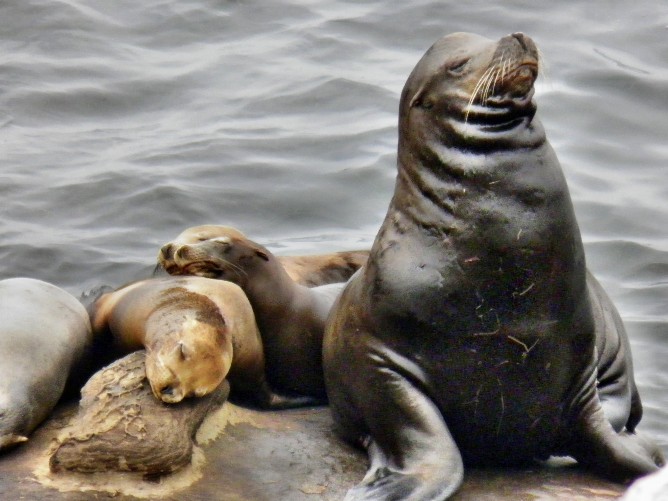 Sea lions, California, USA