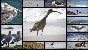 Beach birds, Santa Barbara, California, USA