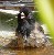 Bathing black phoebe, Santa Barbara, California, USA