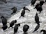 Great cormorant, San Diego, California, USA