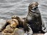 Sea lions, San Diego, California, USA