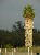 Palm tree, Santa Barbara, California, USA