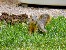 Squirrel, Santa Barbara, California, USA