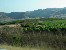 Vineyards, California, USA
