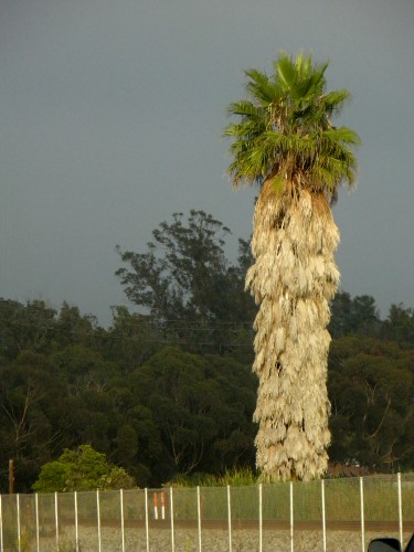 Palm tree, Santa Barbara, California, USA