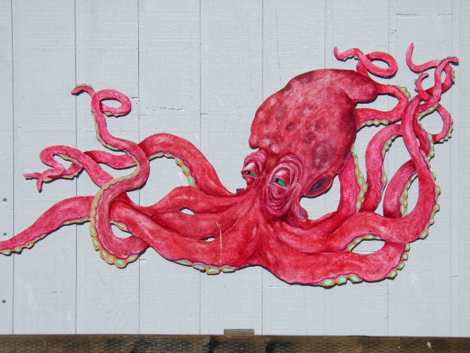 Octupus, California, USA