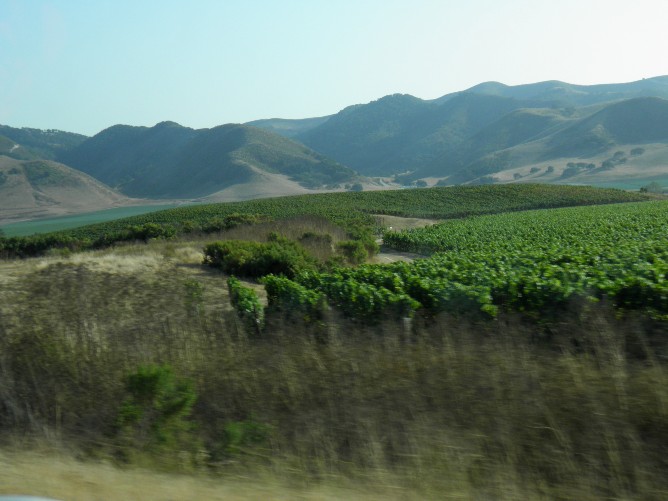 Vineyards, California, USA