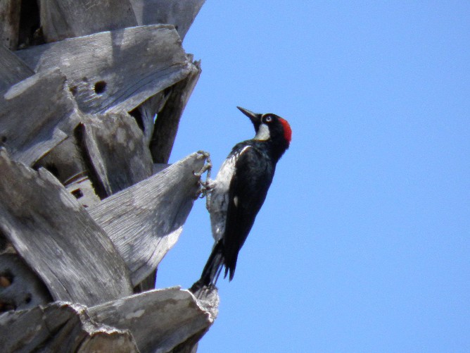Acorn woodpecker, Santa Barbara, California, USA