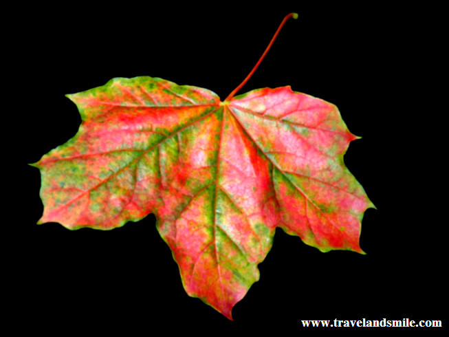 Autumn leaf