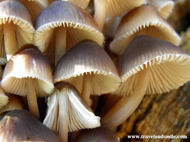 Mashrooms in the garden