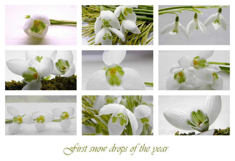 Snow drops