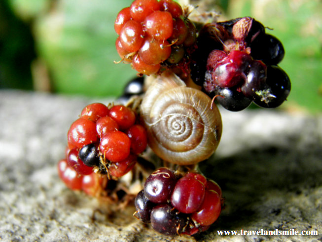 Snail in berries